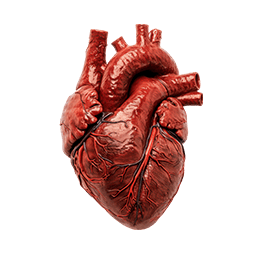 <p>CARDIOLOGIA</p>
