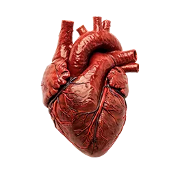 <p>CARDIOLOGIA</p>