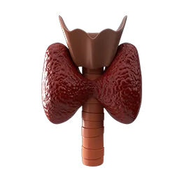 <p>ENDOCRINOLOGIA</p>