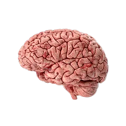 <p>NEUROLOGIA</p>